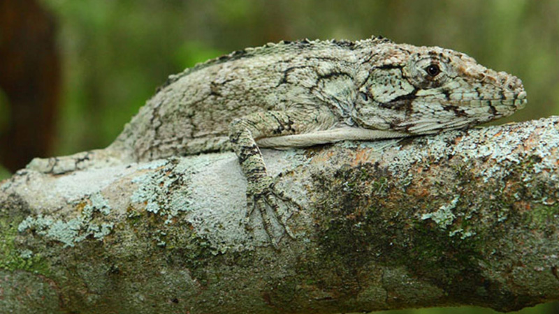图片[1]-古巴伪避役安乐蜥（Anolis chamaeleonides）饲养指南｜ 环境、UVB、行为与繁殖资料-Gyc爬宠实验室