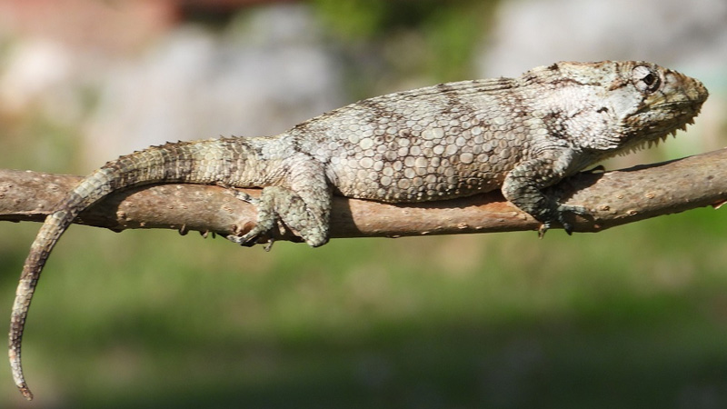 图片[2]-古巴伪避役安乐蜥（Anolis chamaeleonides）饲养指南｜ 环境、UVB、行为与繁殖资料-Gyc爬宠实验室
