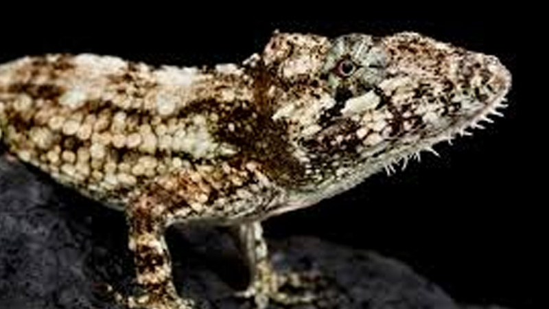 古巴伪避役安乐蜥(Anolis chamaeleonides)饲养指南| 环境、UVB、行为与繁殖资料-Gyc爬宠实验室