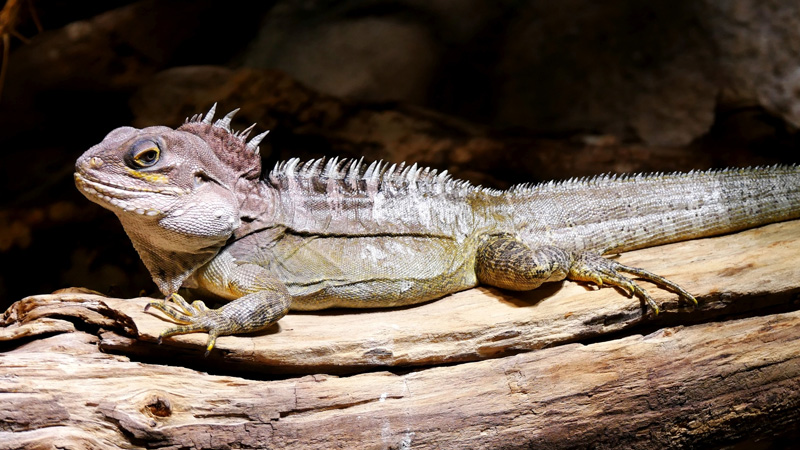 图片[2]-加尔诺森林龙蜥（Hypsilurus magnus/Gariau Forest Dragon）饲养指南｜ 环境、UVB、行为与繁殖资料-Gyc爬宠实验室