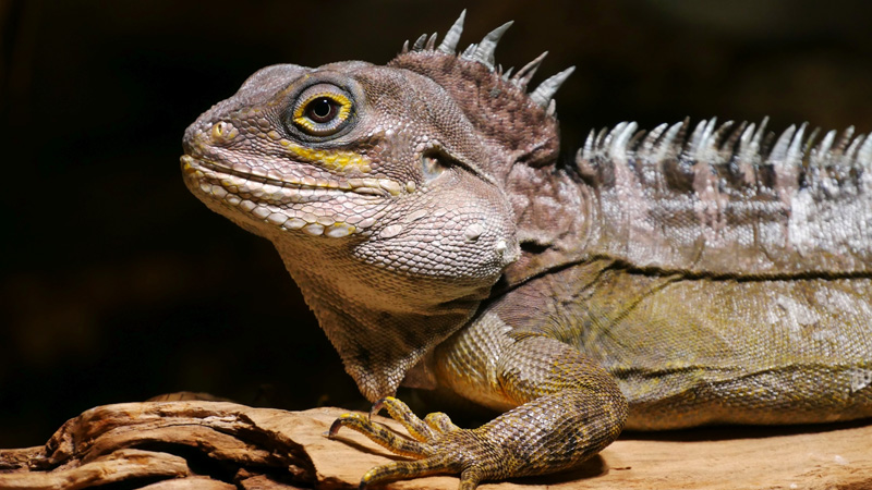 加尔诺森林龙蜥(Hypsilurus magnus/Gariau Forest Dragon)饲养指南| 环境、UVB、行为与繁殖资料-Gyc爬宠实验室
