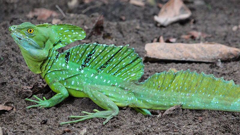 双冠蜥(Basiliscus plumifrons)饲养指南|环境、UVB、行为与繁殖资料-Gyc爬宠实验室