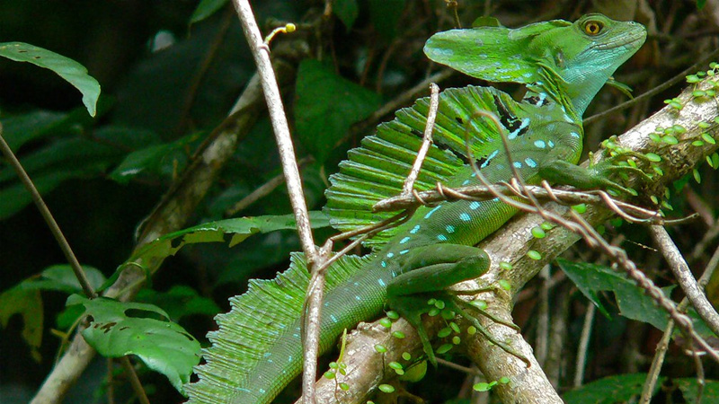 图片[2]-双冠蜥（Basiliscus plumifrons）饲养指南｜环境、UVB、行为与繁殖资料-Gyc爬宠实验室