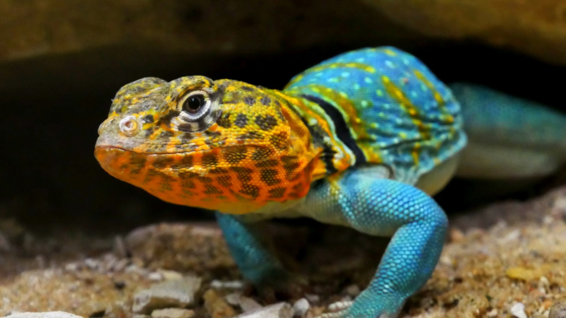 威奇托山环颈蜥（Crotaphytus collaris）饲养指南｜UVI、温度、繁殖与基础资料-Gyc爬宠实验室