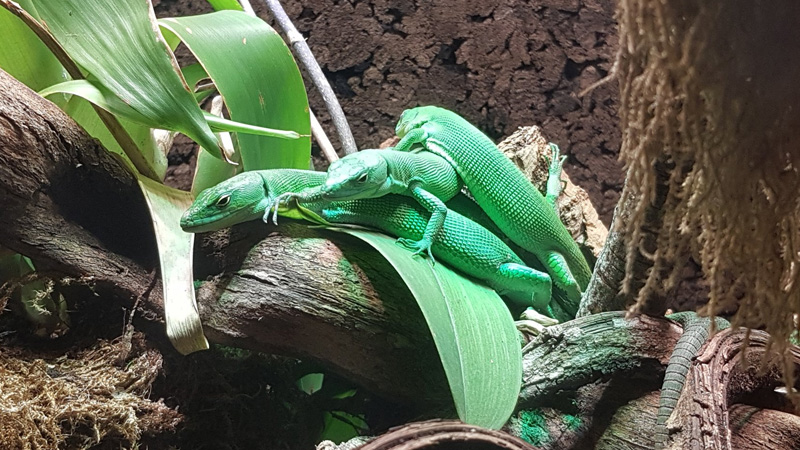 龙纹翡翠蜥(Gastropholis prasina)饲养指南| 环境、UVB、行为与繁殖资料-Gyc爬宠实验室