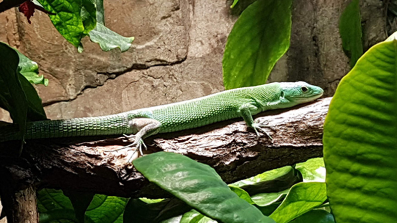 图片[1]-龙纹翡翠蜥（Gastropholis prasina）饲养指南｜ 环境、UVB、行为与繁殖资料-Gyc爬宠实验室