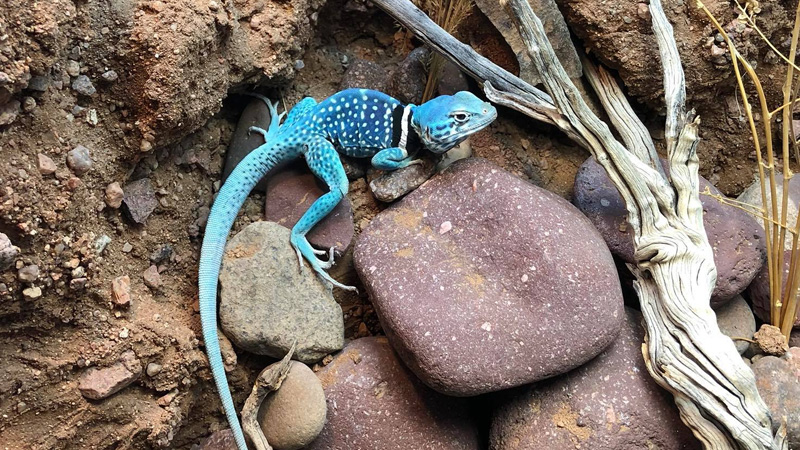图片[2]-迪克森环颈蜥（Crotaphytus dickersonae）饲养指南｜ 环境、UVB、行为与繁殖资料-Gyc爬宠实验室