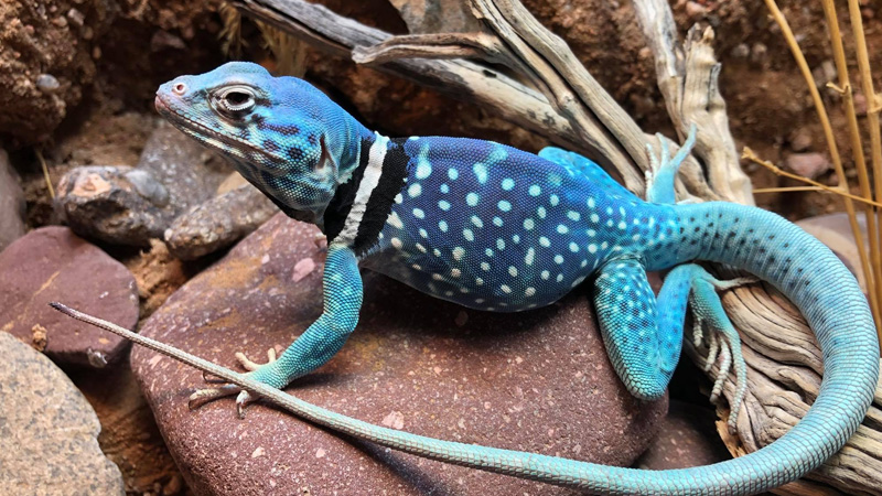 迪克森环颈蜥（Crotaphytus dickersonae）饲养指南｜ 环境、UVB、行为与繁殖资料-Gyc爬宠实验室