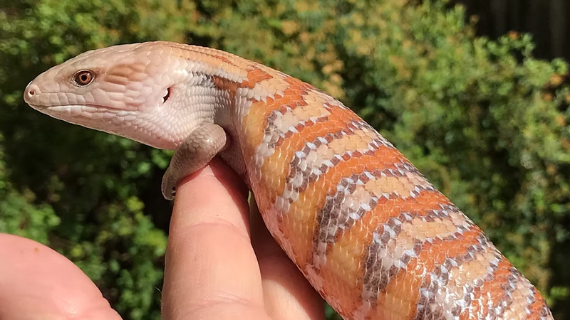 北部蓝舌石龙子（Tiliqua scincoides intermedia）饲养指南｜ 环境、温度、繁殖与饲养资料-Gyc爬宠实验室