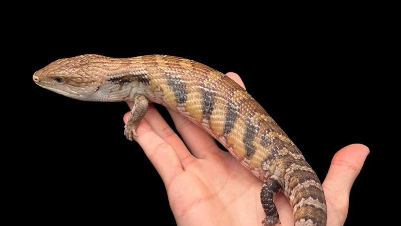 图片[2]-北部蓝舌石龙子（Tiliqua scincoides intermedia）饲养指南｜ 环境、温度、繁殖与饲养资料-Gyc爬宠实验室