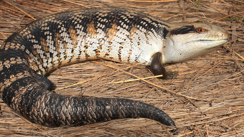 图片[2]-东部蓝舌石龙子（Tiliqua scincoides scincoides）饲养指南｜ 环境、温度、繁殖与饲养资料-Gyc爬宠实验室