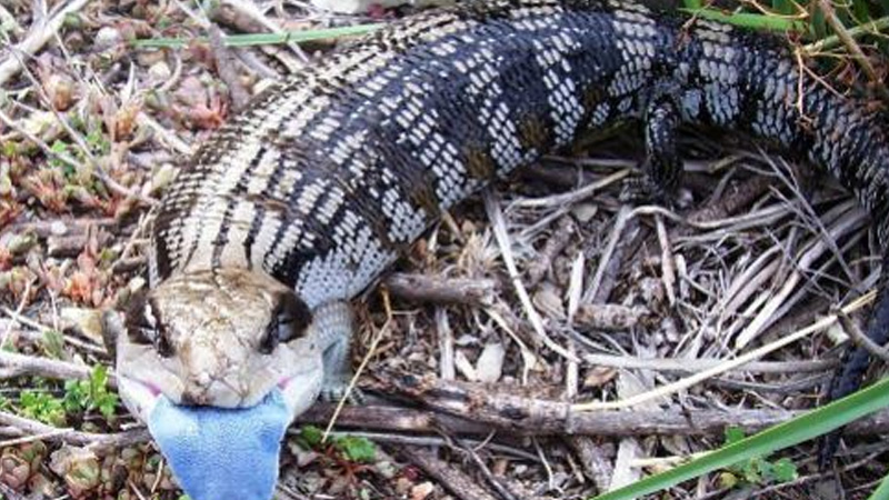 东部蓝舌石龙子（Tiliqua scincoides scincoides）饲养指南｜ 环境、温度、繁殖与饲养资料-Gyc爬宠实验室