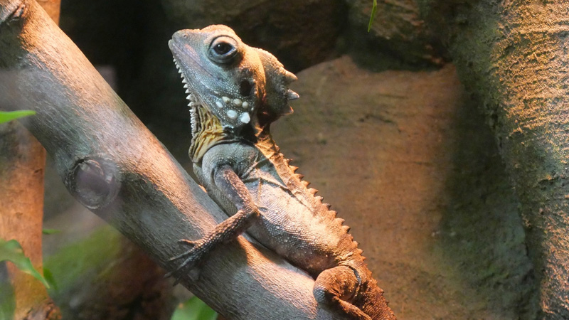 博伊德森林龙蜥（Lophosaurus boydii）饲养指南｜ 环境、UVB、行为与繁殖资料-Gyc爬宠实验室