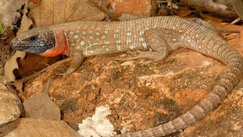 库尔德珠宝蜥（Timon kurdistanicus）饲养指南｜环境、UVB、行为与繁殖资料-Gyc爬宠实验室