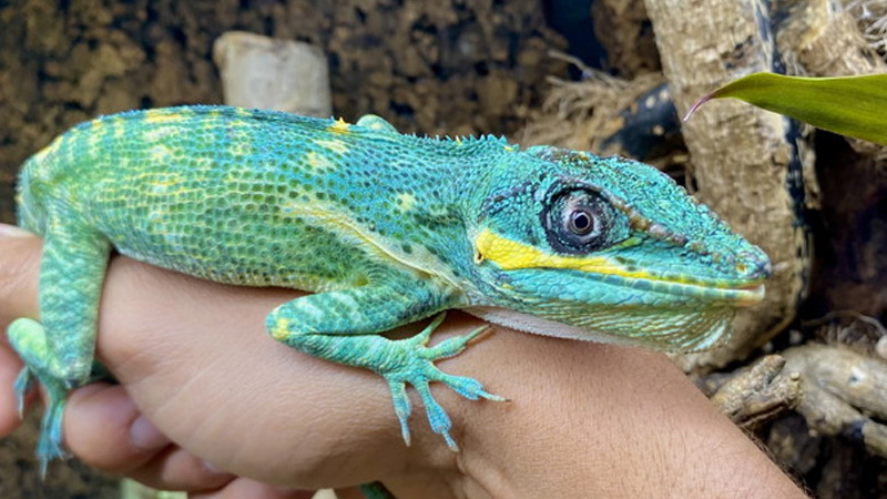 图片[2]-圣约玛利亚安乐蜥 / 蓝美人安乐蜥（Anolis equestris potior）饲养指南｜ 环境、UVB、行为与繁殖资料-Gyc爬宠实验室