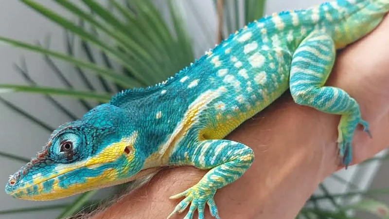 圣约玛利亚安乐蜥 / 蓝美人安乐蜥（Anolis equestris potior）饲养指南｜ 环境、UVB、行为与繁殖资料-Gyc爬宠实验室