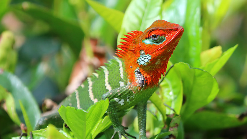 斯里兰卡绿冠蜥/红头冠(Calotes calotes)饲养指南|Calotes calotes 环境、温度、繁殖与饲养资料-Gyc爬宠实验室