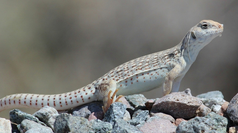 沙漠鬣蜥(Dipsosaurus dorsalis)饲养指南| 环境、温度、饮食与繁殖资料-Gyc爬宠实验室