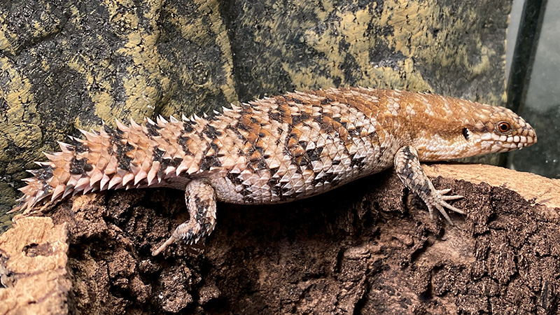 图片[1]-刺尾石龙子/西澳刺尾石龙子（Egernia depressa）饲养指南｜Egernia depressa 环境、温度、繁殖与饲养资料-Gyc爬宠实验室