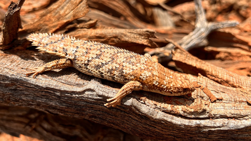 刺尾石龙子/西澳刺尾石龙子(Egernia depressa)饲养指南|Egernia depressa 环境、温度、繁殖与饲养资料-Gyc爬宠实验室