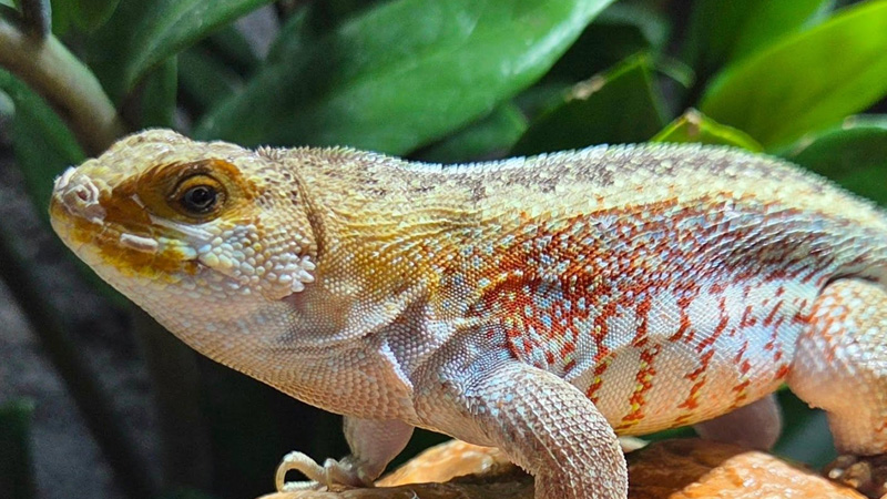 纹面弹簧蜥(Leiocephalus schreibersii)饲养指南| 环境、温度、繁殖与饲养资料-Gyc爬宠实验室