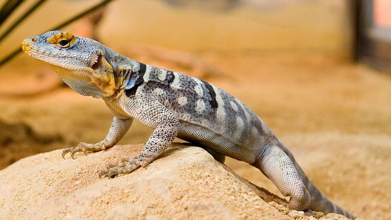 图片[2]-墨西哥蓝岩蜥（Petrosaurus thalassinus）饲养指南｜ 环境、温度、行为与饲养资料-Gyc爬宠实验室