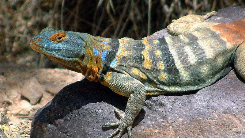 墨西哥蓝岩蜥(Petrosaurus thalassinus)饲养指南| 环境、温度、行为与饲养资料-Gyc爬宠实验室