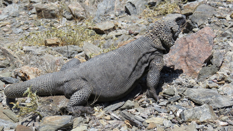 天使岛飞鼬(Sauromalus hispidus)饲养指南| 环境、温度、繁殖与饲养资料-Gyc爬宠实验室