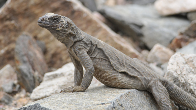 图片[2]-天使岛飞鼬（Sauromalus hispidus）饲养指南｜ 环境、温度、繁殖与饲养资料-Gyc爬宠实验室