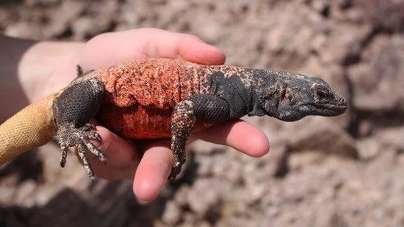 图片[2]-红背飞鼬（Sauromalus klauberi）饲养指南｜ 环境、温度、繁殖与饲养资料-Gyc爬宠实验室