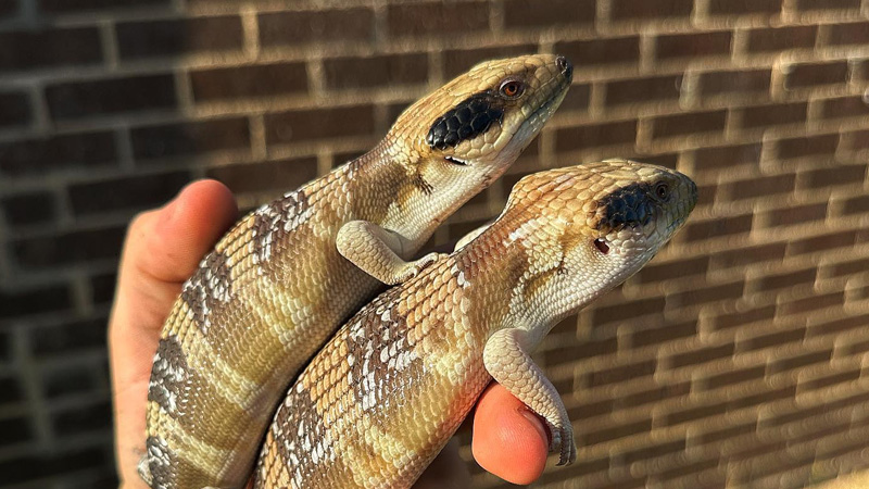 图片[2]-西部蓝舌石龙子（Tiliqua occipitalis）饲养指南｜Tiliqua occipitalis 环境、温度、繁殖与饲养资料-Gyc爬宠实验室