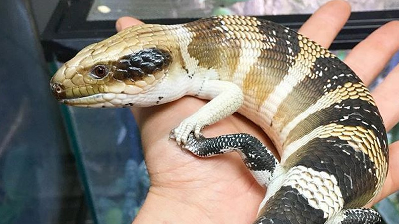 西部蓝舌石龙子（Tiliqua occipitalis）饲养指南｜Tiliqua occipitalis 环境、温度、繁殖与饲养资料-Gyc爬宠实验室