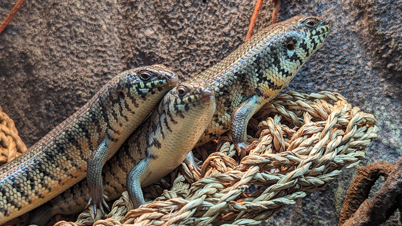 斑马石龙子(Trachylepis dichroma)饲养指南| 环境、温度、繁殖与饲养资料-Gyc爬宠实验室