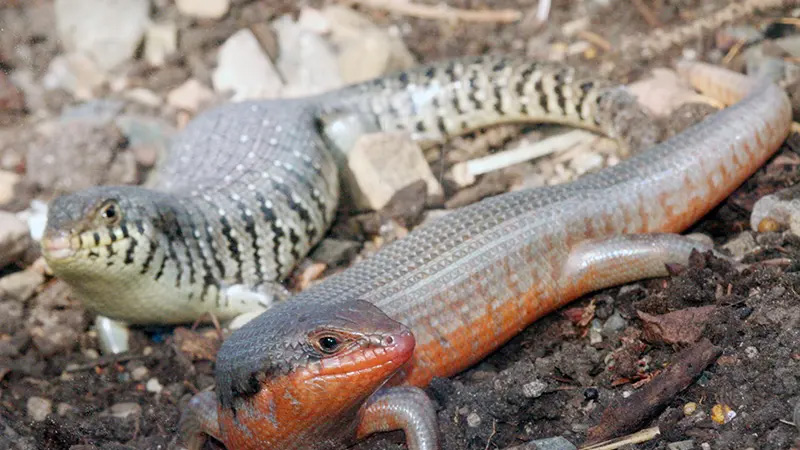 图片[2]-斑马石龙子（Trachylepis dichroma）饲养指南｜ 环境、温度、繁殖与饲养资料-Gyc爬宠实验室