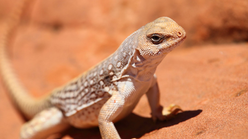 图片[1]-沙漠鬣蜥（Dipsosaurus dorsalis）饲养指南｜ 环境、温度、饮食与繁殖资料-Gyc爬宠实验室